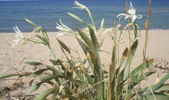 Брюксел дава на съд България заради Натура 2000